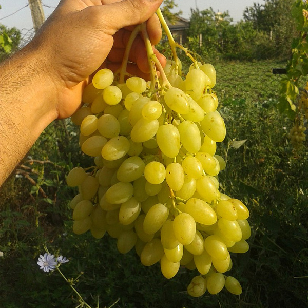 Виноград плодовый Долгожданный фото 3 