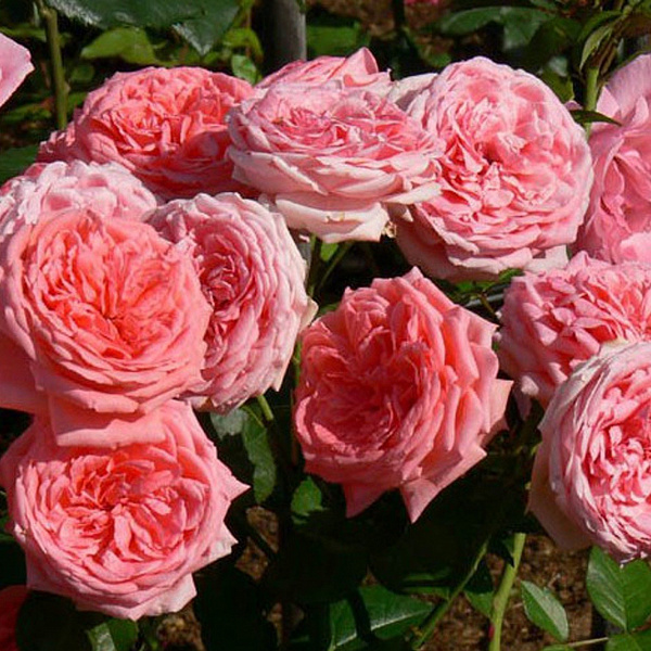Роза флорибунда Кимоно фото 3 