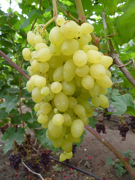 Виноград плодовый Долгожданный фото Виноград плодовый Долгожданный 